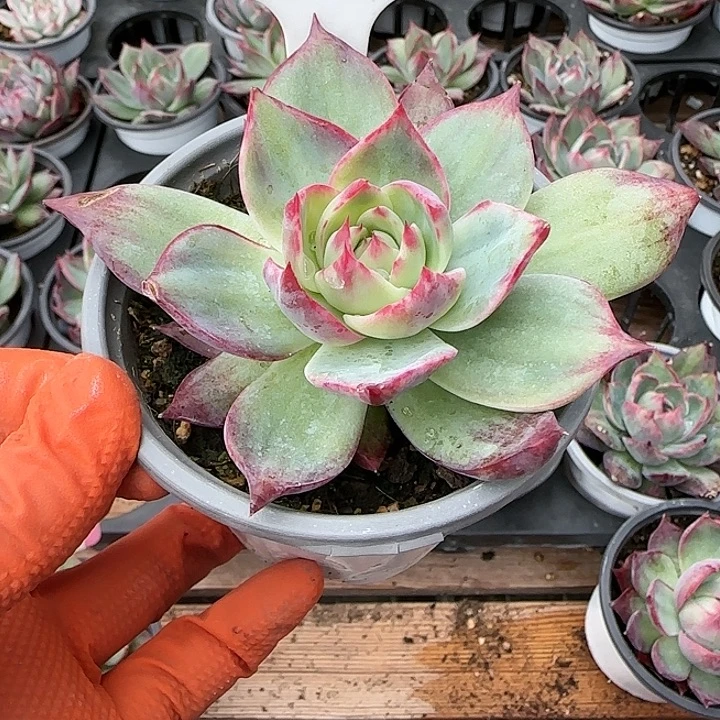 106 惊鸿仙子多肉植物6-9cm