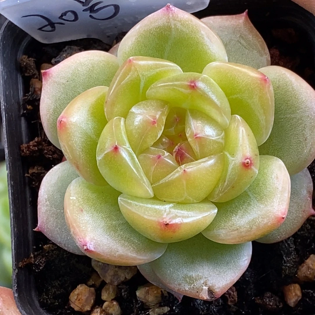 双12福利天官赐福百无禁忌