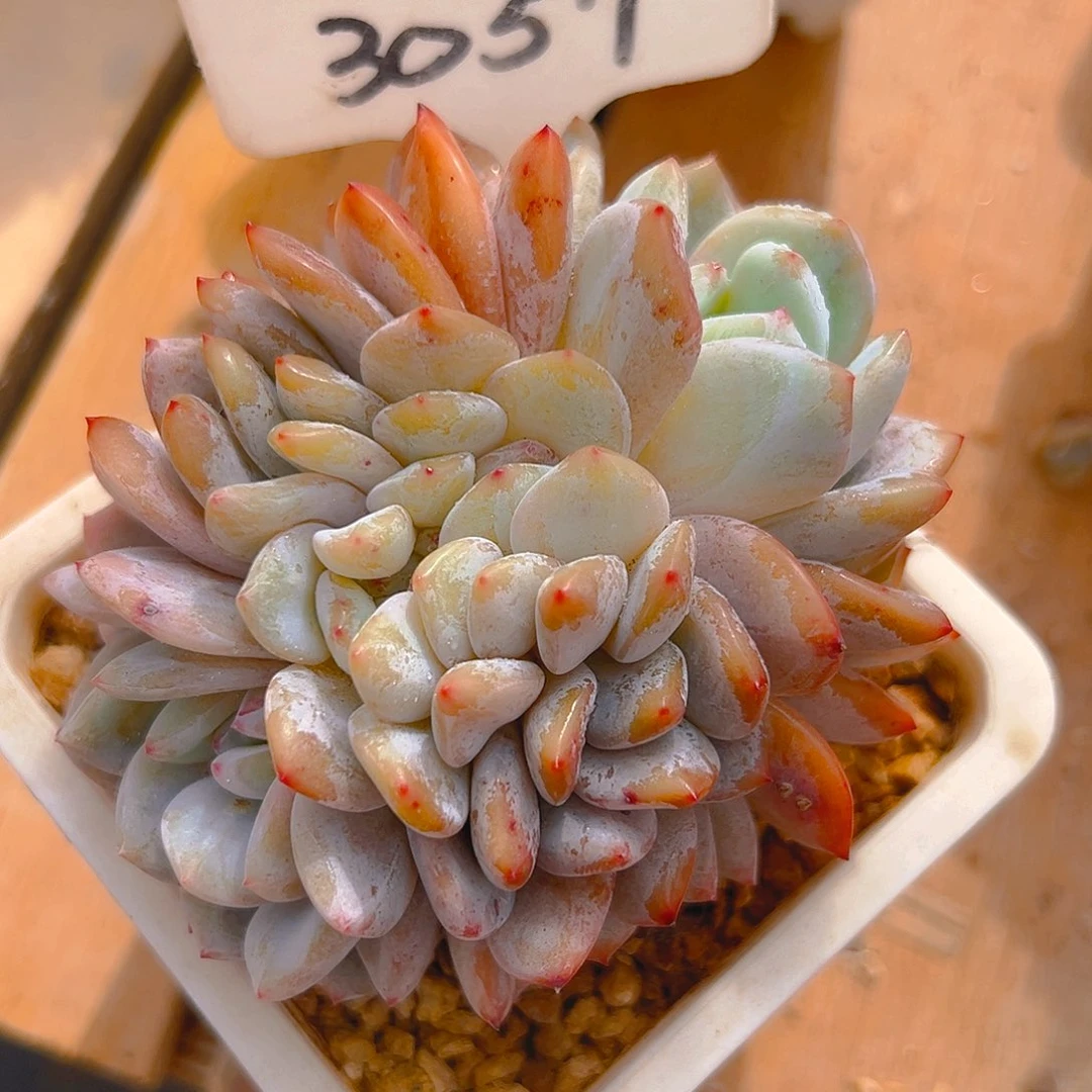 橙梦露缀3057号一物一拍