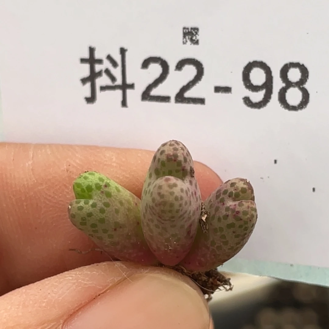 22-98斑马955d肉锥