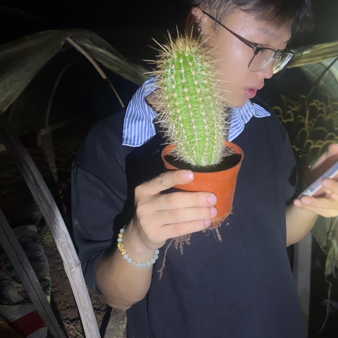 无花朵荣耀实生根毛花柱，不保高度，脱土
