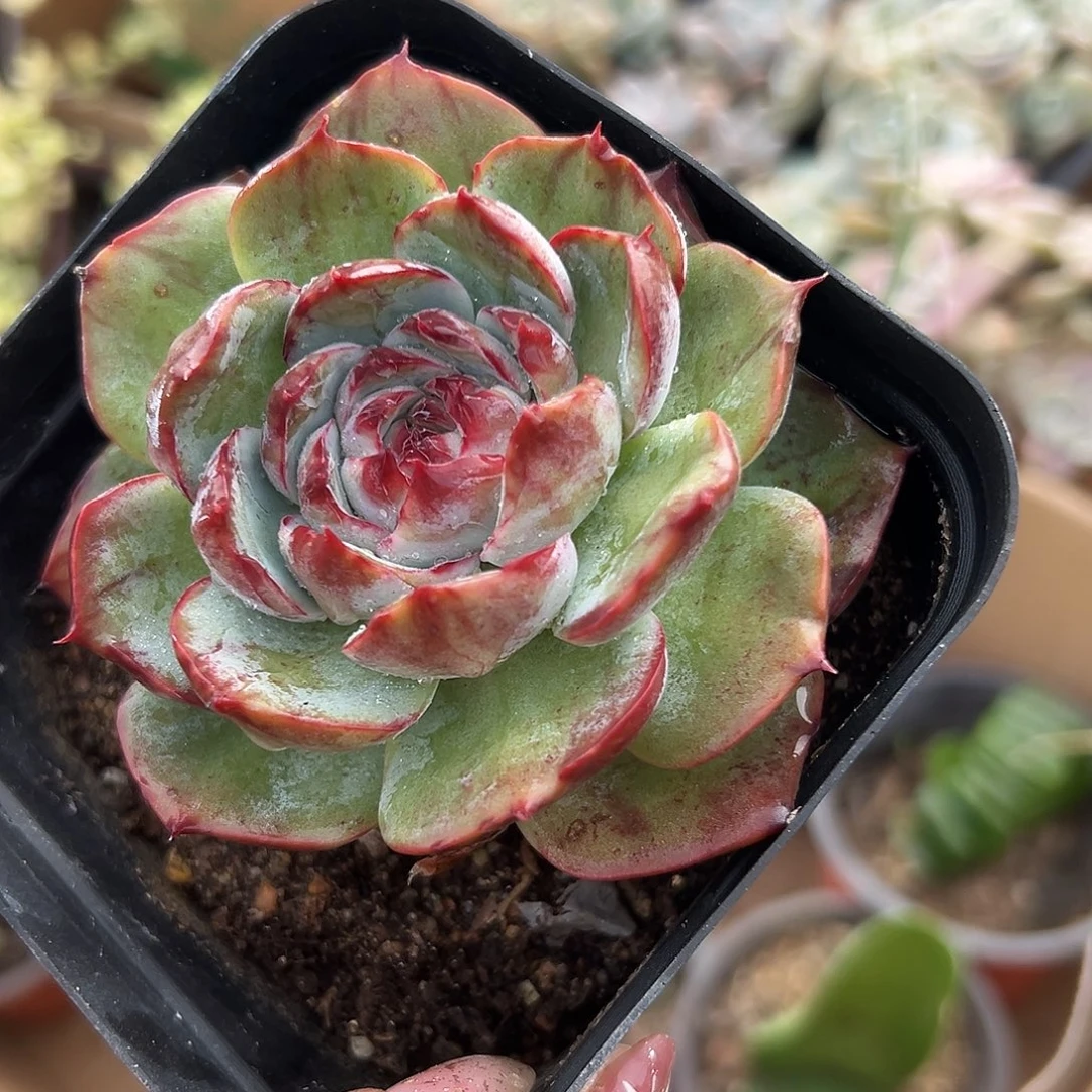 多肉植物多肉植物