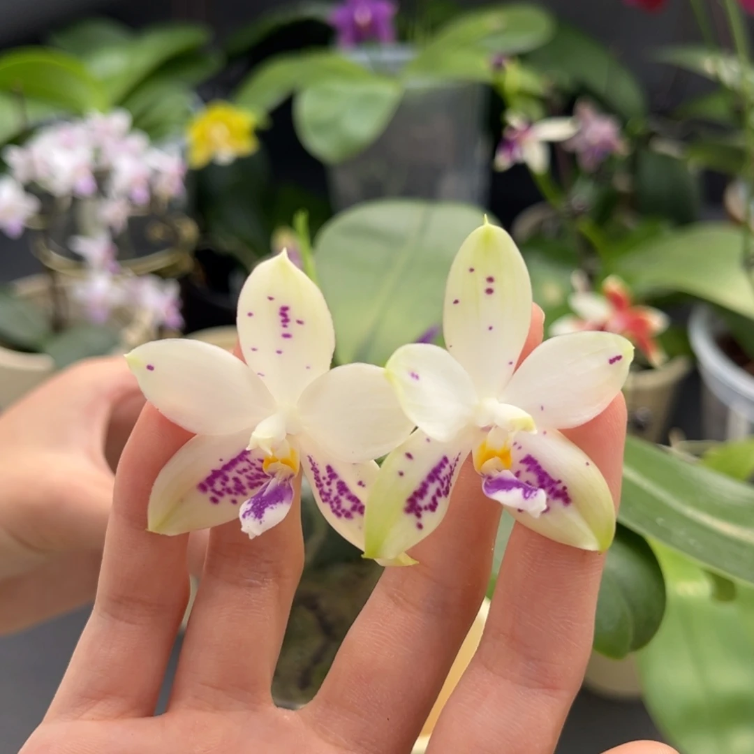完全开放2.5寸3288开花株