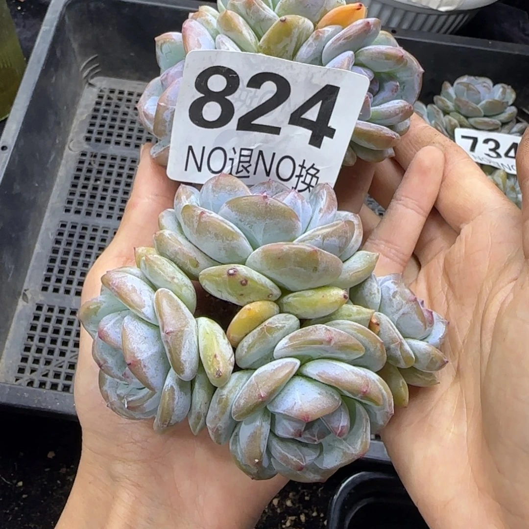 两颗4头一物一拍824