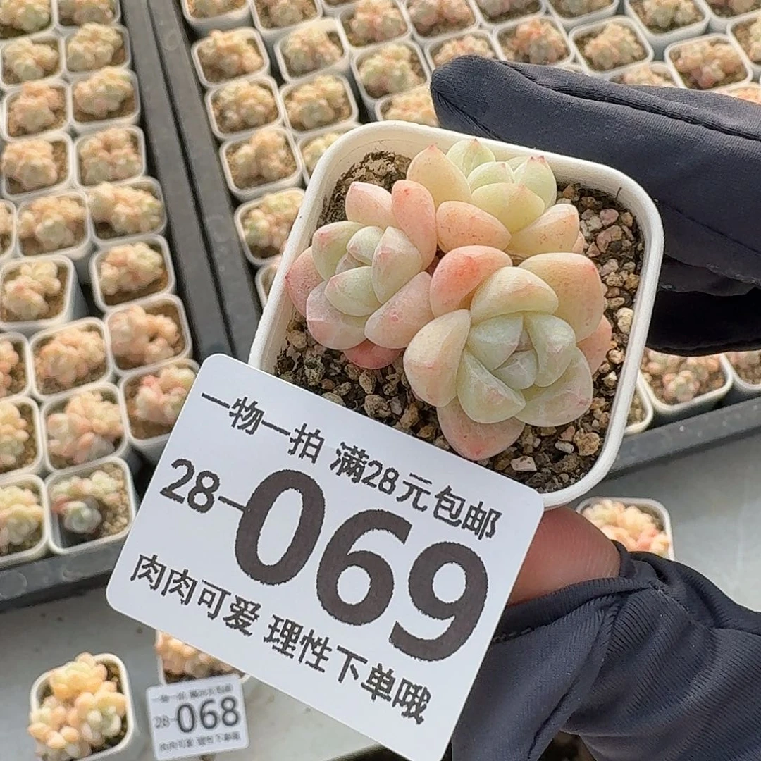 冰玉无盆土发货无盆土发货无