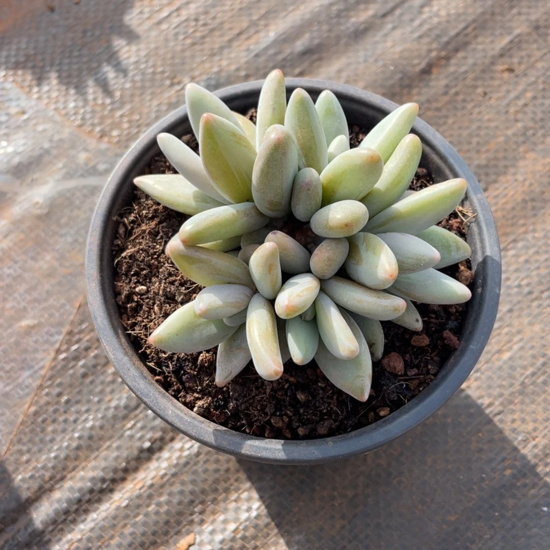 H**?多肉植物2358687