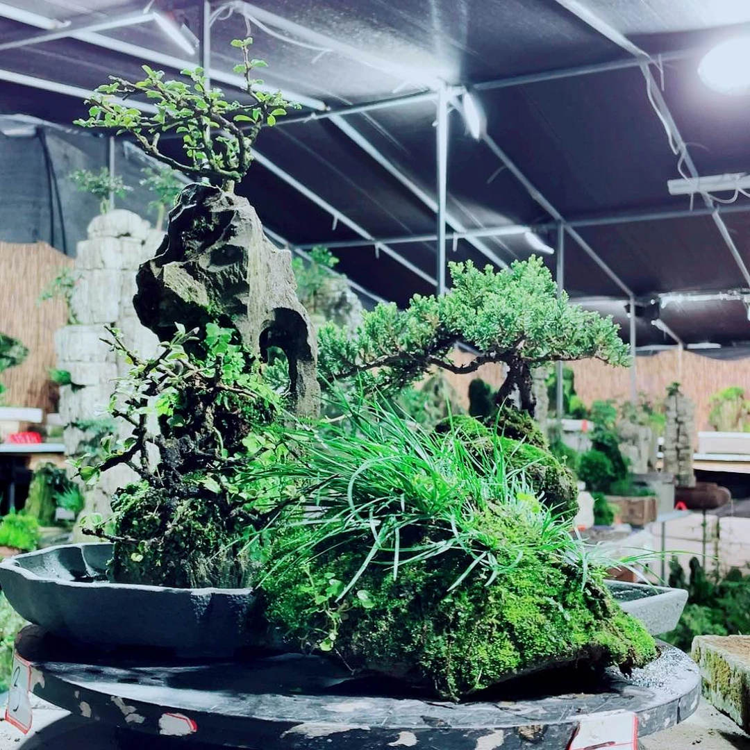 烟***巷无花朵新品发布的时候也很好看哦