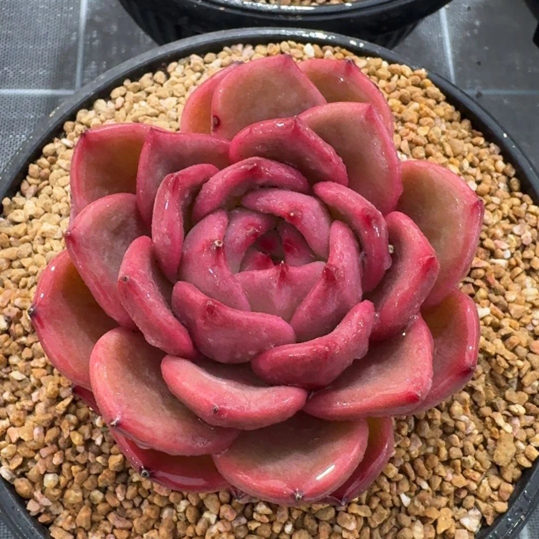 从前慢花园多肉编号Q橙