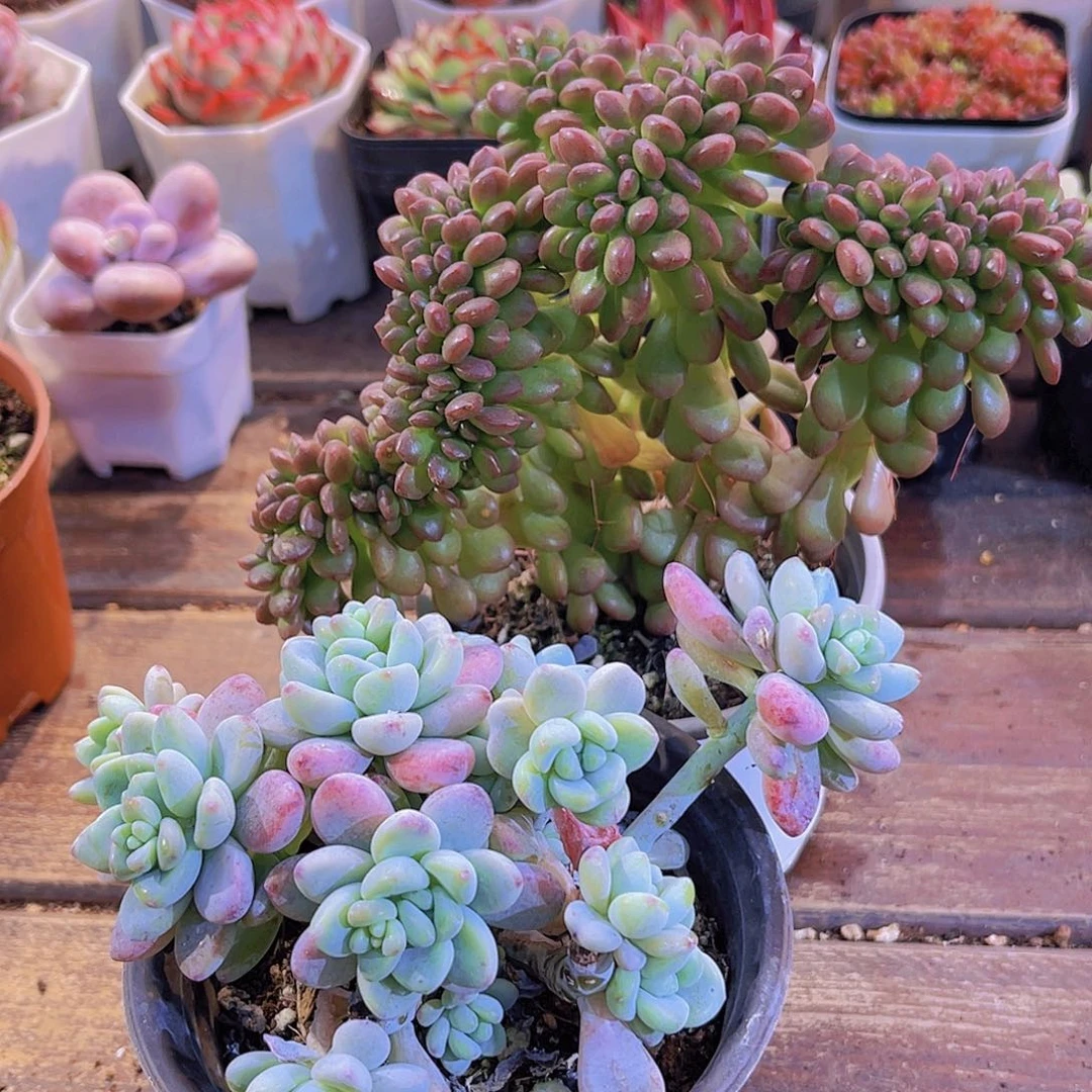 丸叶松绿缀化➕大劳尔代香味