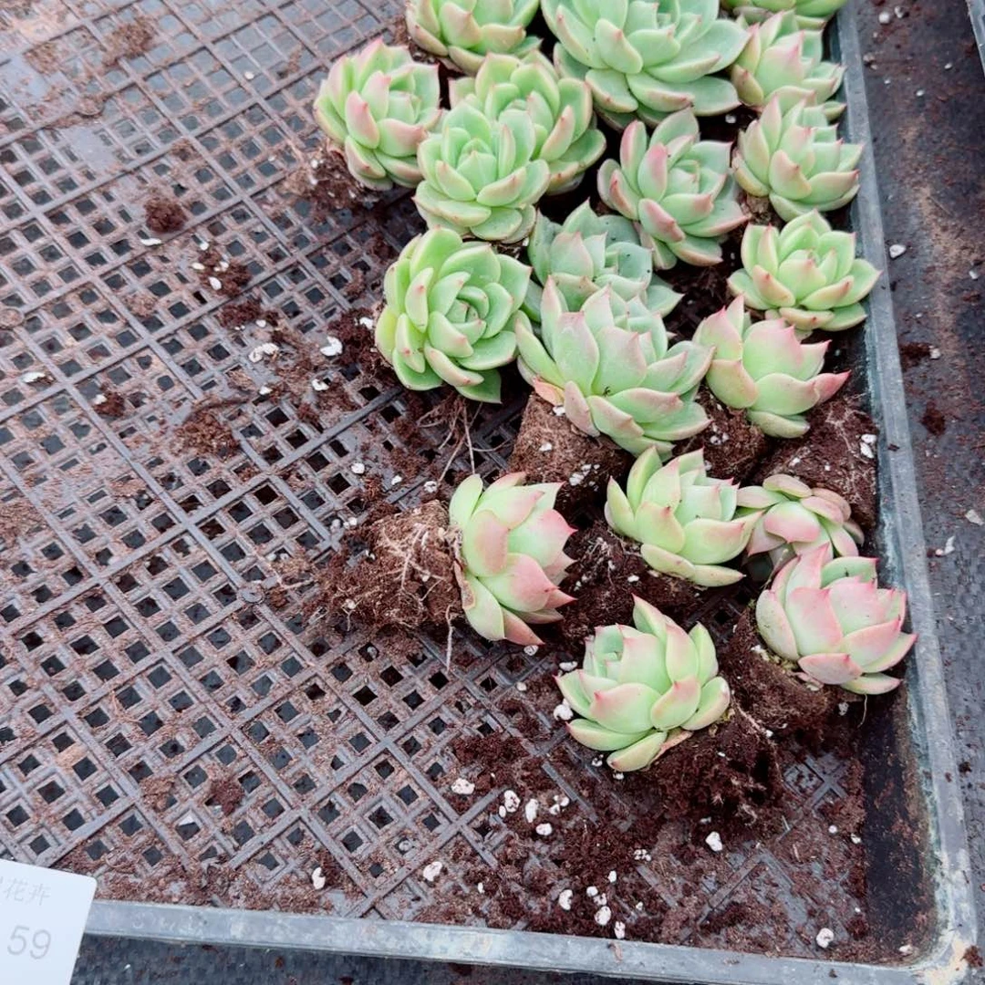 东云杂交两颗量拍26-59