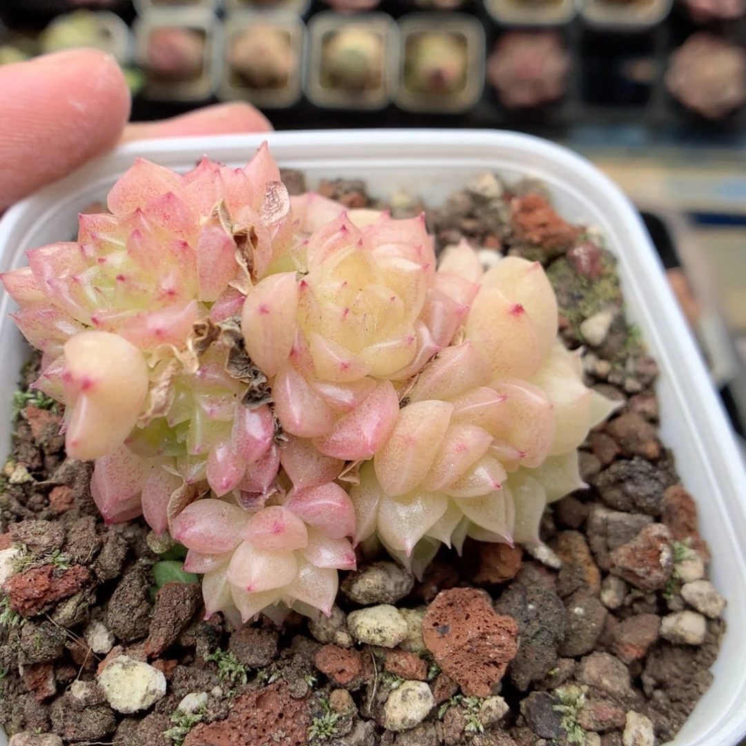 G81 ，20包邮两天凑单