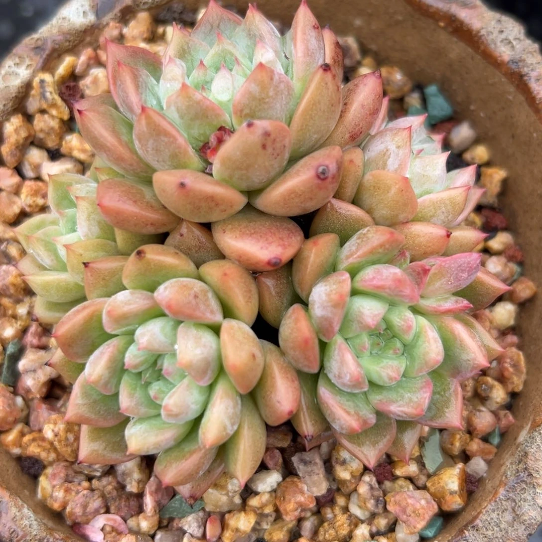 霜花精控多肉一物一拍
