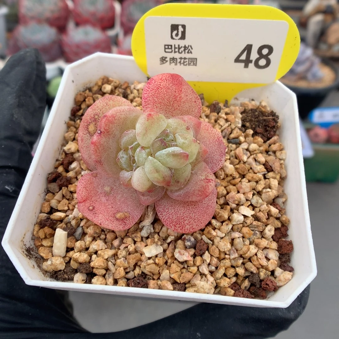 48 冰玉石化潜力股