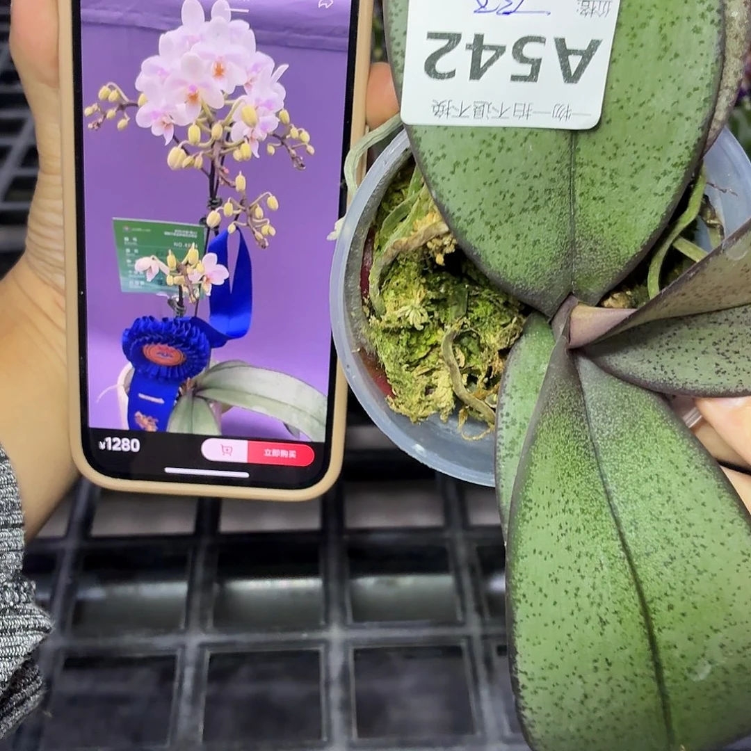 当前无花朵，栽培后可花朵A542三寸雪山倩影