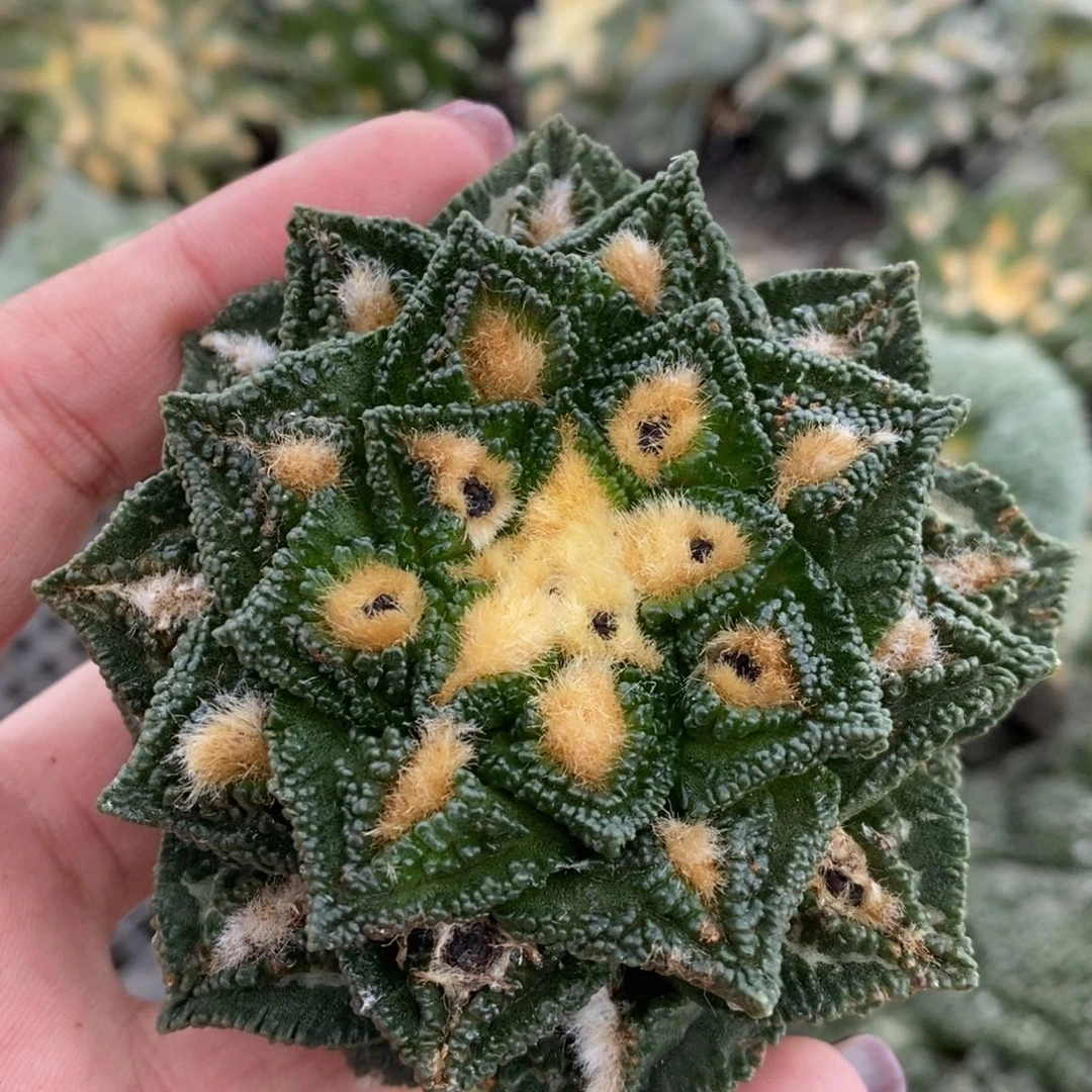 自根辛顿福利福利，