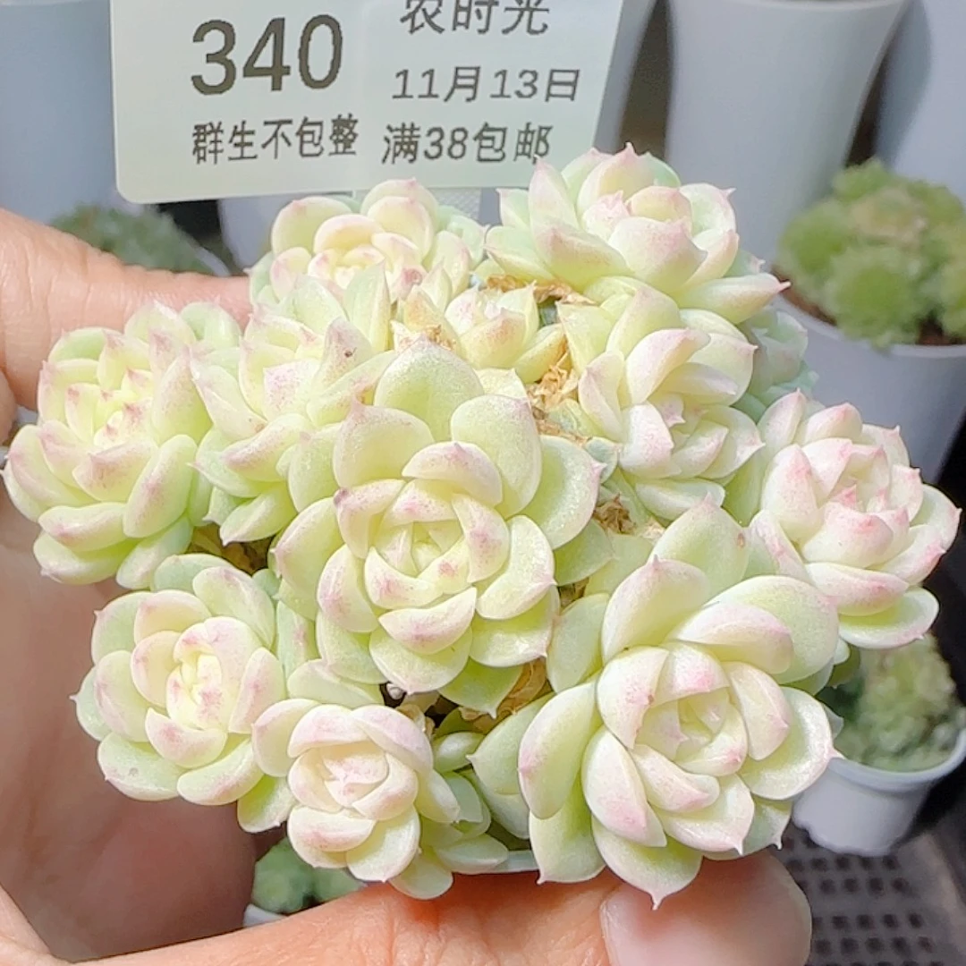 1113-340ppt-47麦杆