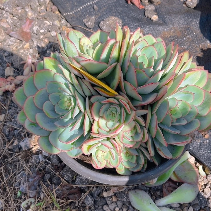 牡丹亭多肉植物8 8 3