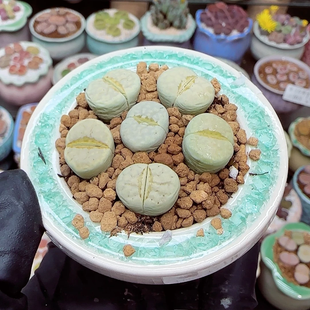 生石花满18包邮1203-158