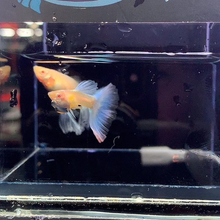 孔雀鱼蓝白绣球一对5号