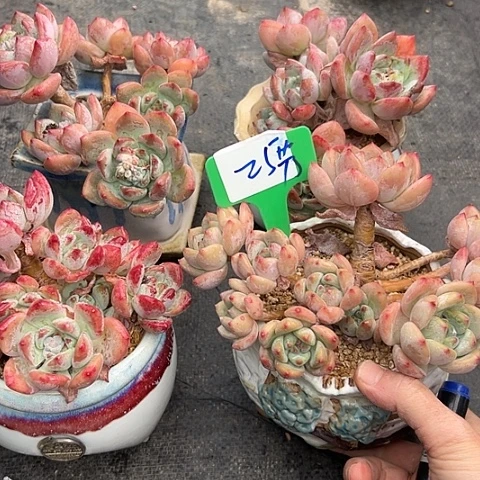 25望宿带盆一个多肉植物