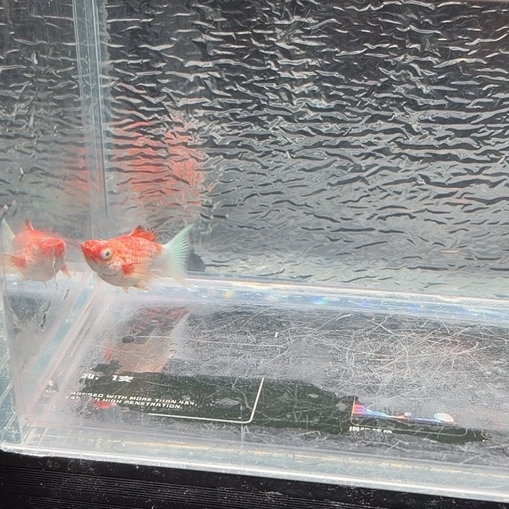 孔雀鱼玛丽鱼一条红头母