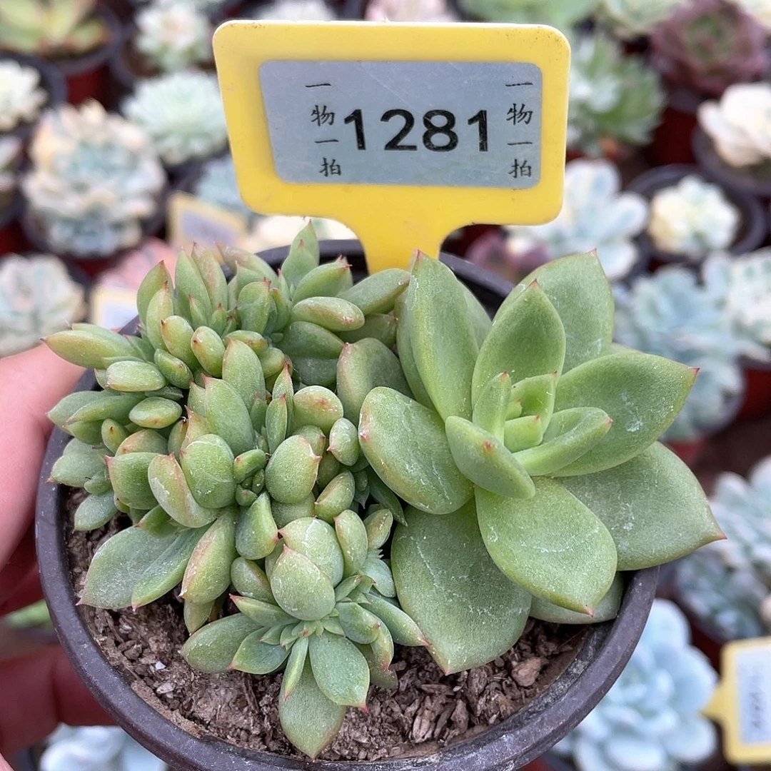 糖***）1281号多肉植物盆栽