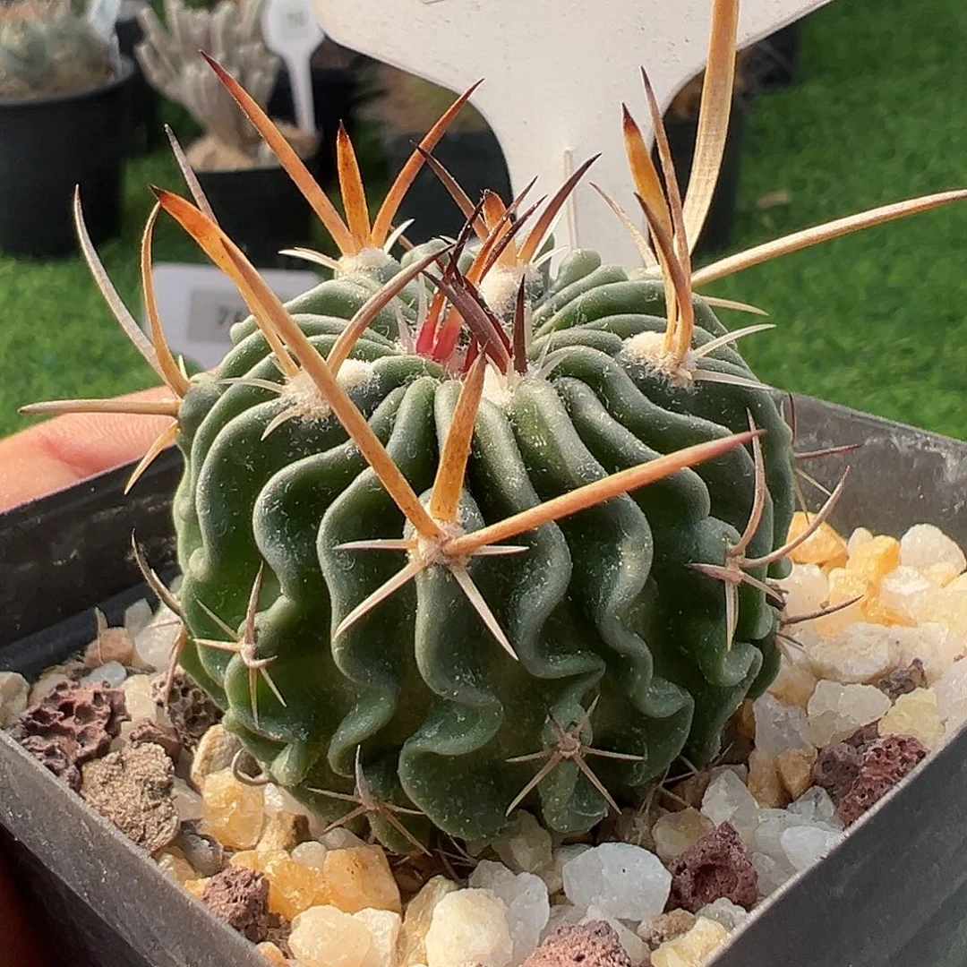 7066 满 39 包邮非偏远地区