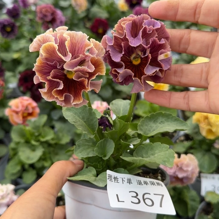 无花朵 L367小苗默认苗晃零下5勿拍