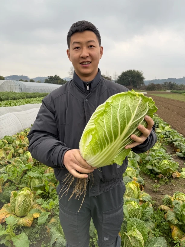 「助农帮销」农家新鲜大白菜现摘现发