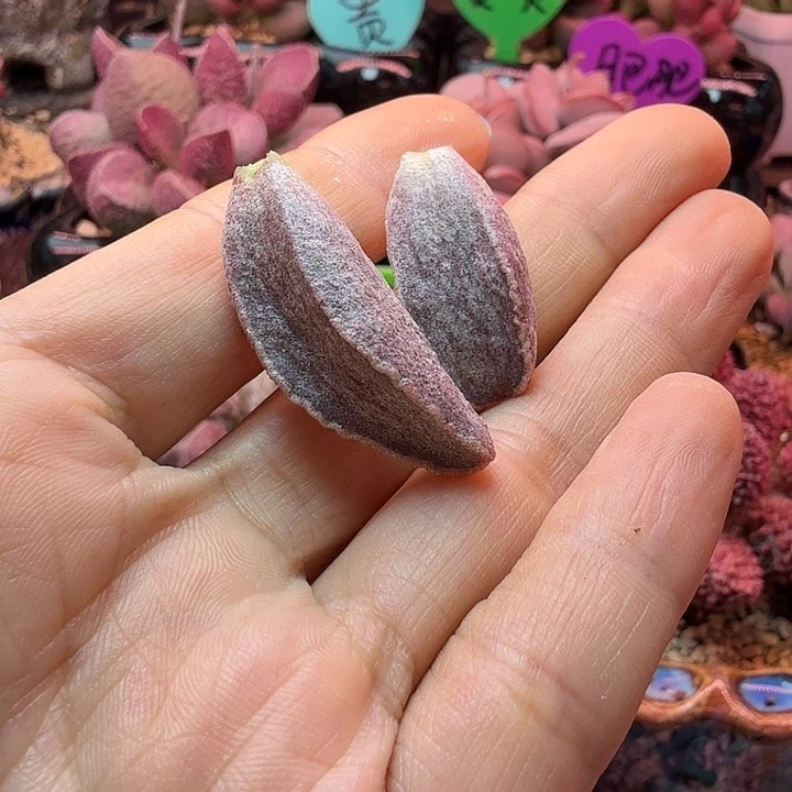 日***面水蜜桃和小龙虾的味道真的