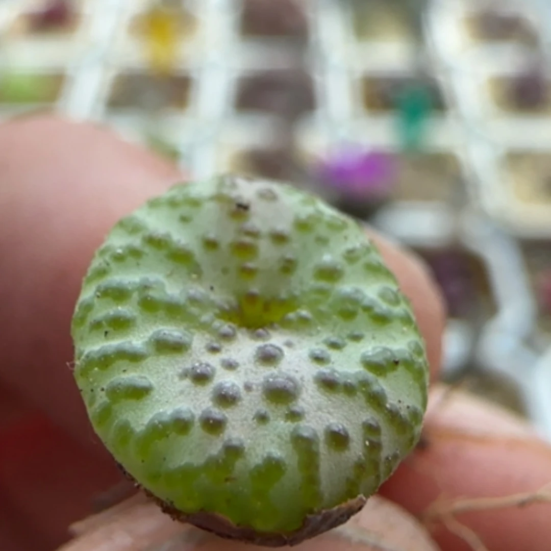 【闪购商品】14008