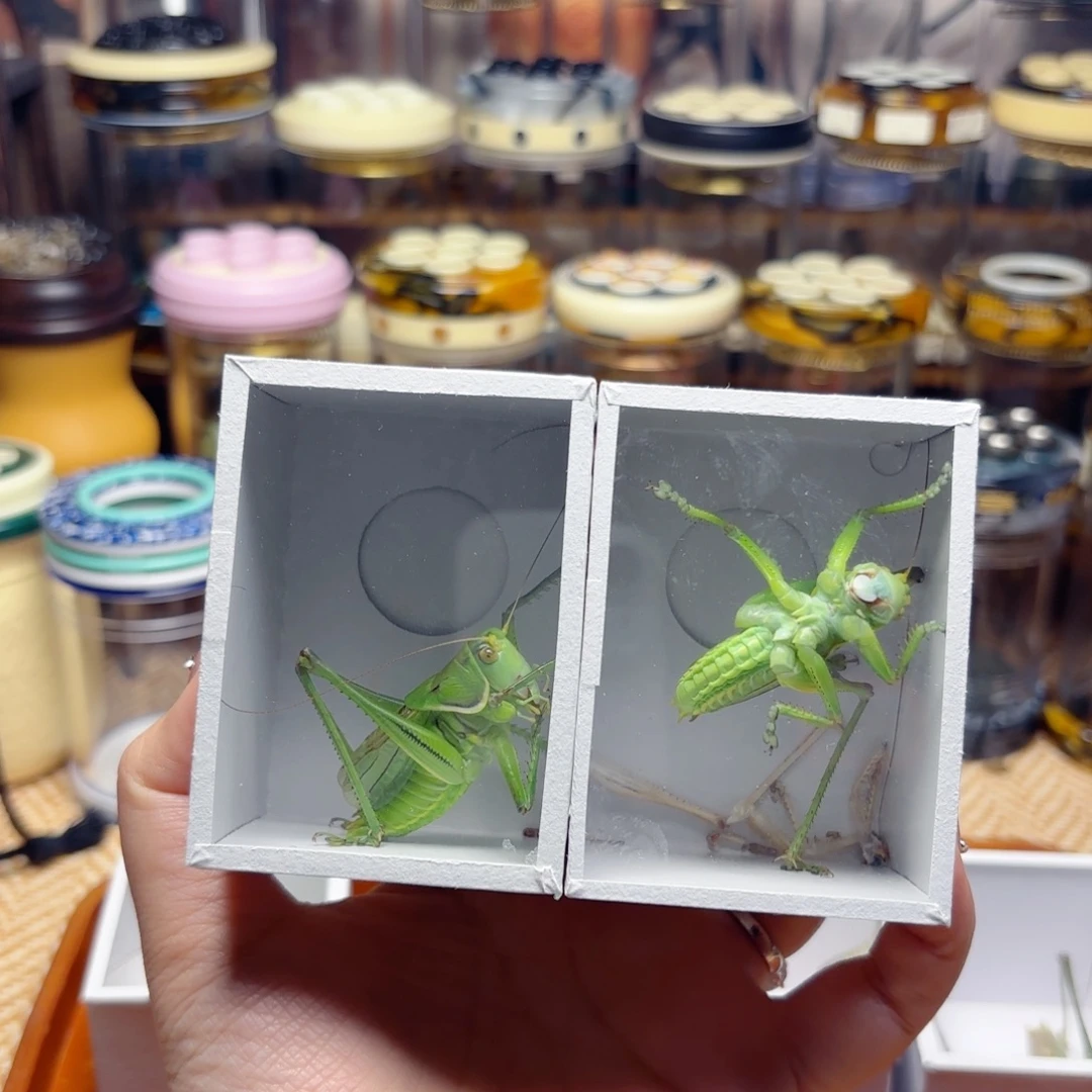 小***狂差价绿蝈蝈15号哈哈哈