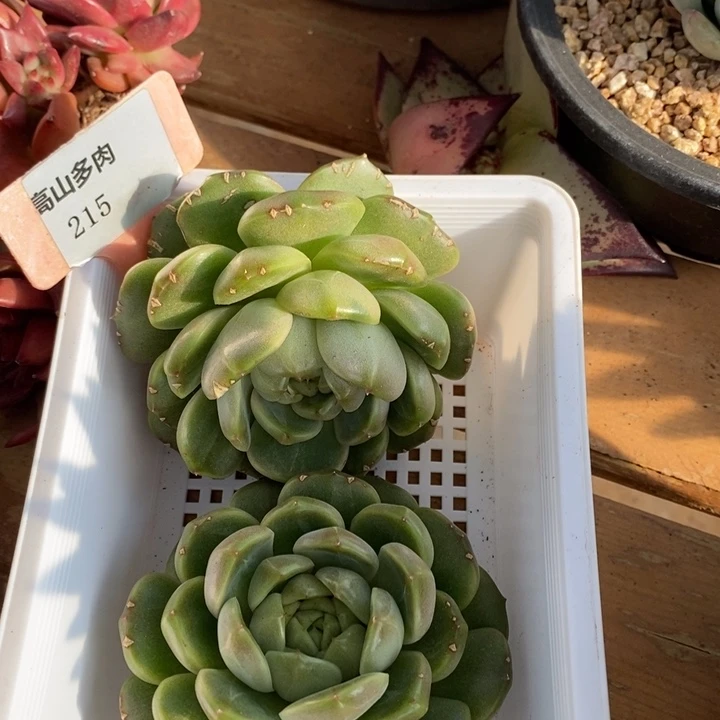 D215- 直播福利 皮爱拉珍妮两颗