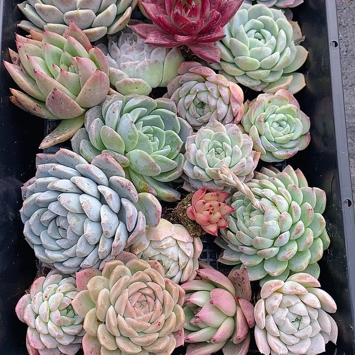 150 多肉植物盆栽花卉