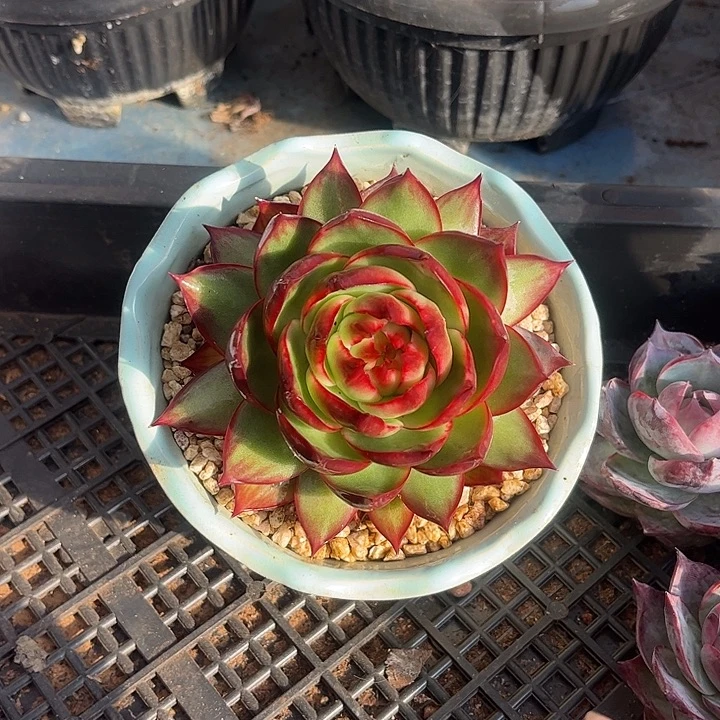 惊鸿仙子多肉植物6801