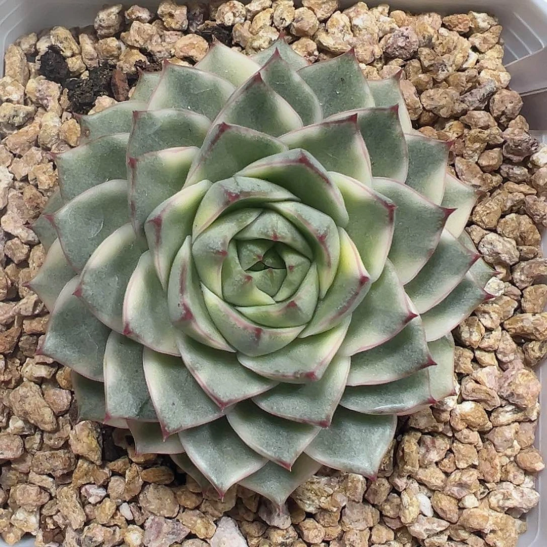 法比奥拉锦多肉植物