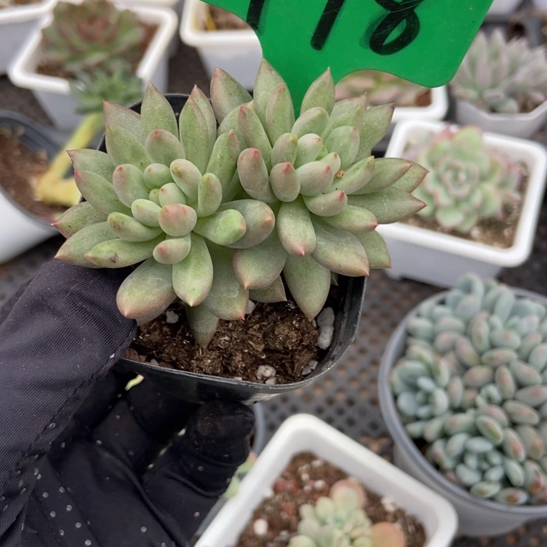 998岩字多肉植物多肉