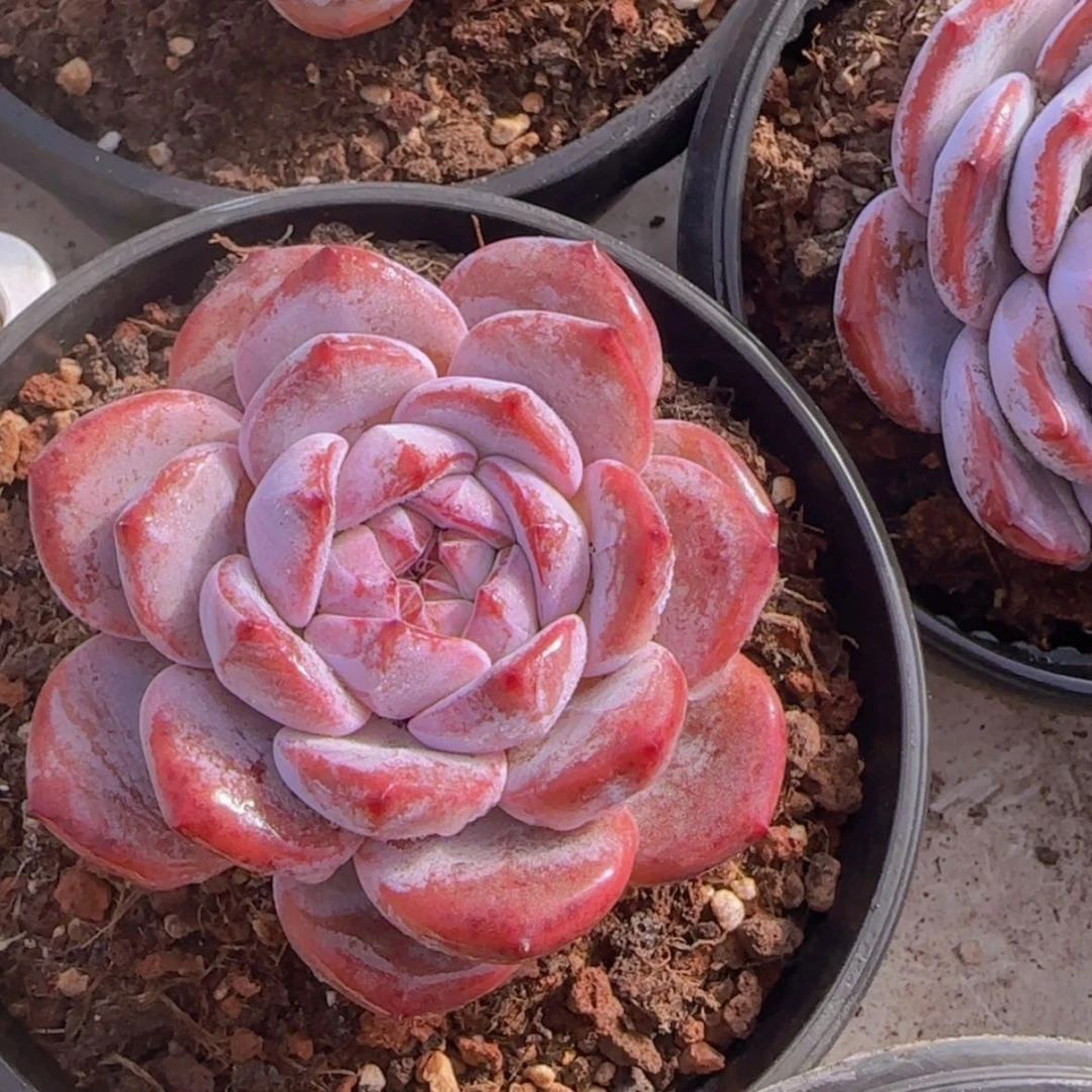 【闪购商品】石榴籽多肉