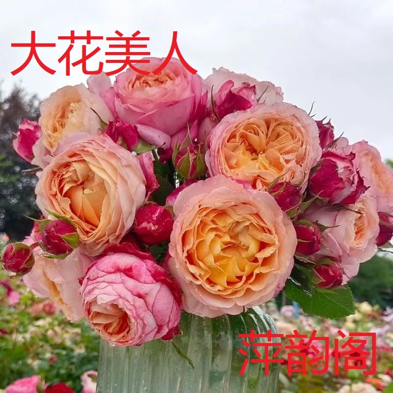 萍韵阁【 大花美人 中苗】  包开花包对版