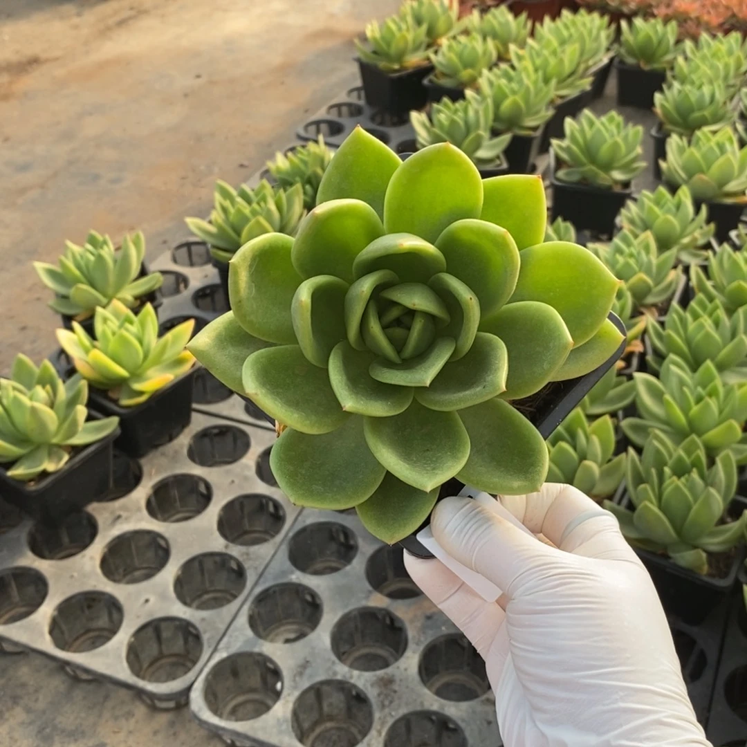 080翠花大单头一物一拍