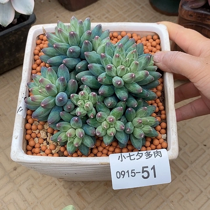 小七夕多肉伊卡鲁斯51