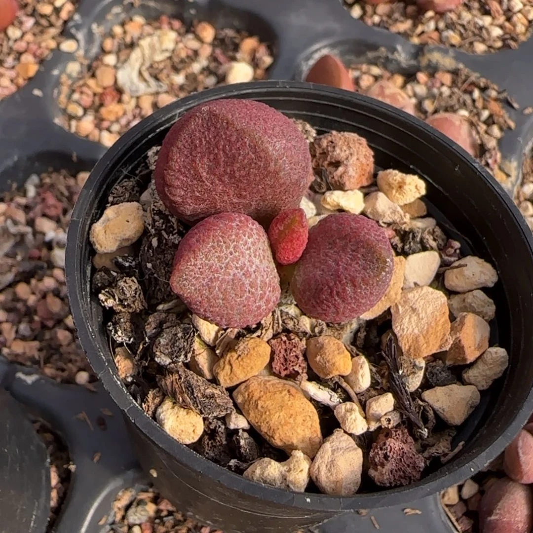 口红水泡多肉植物