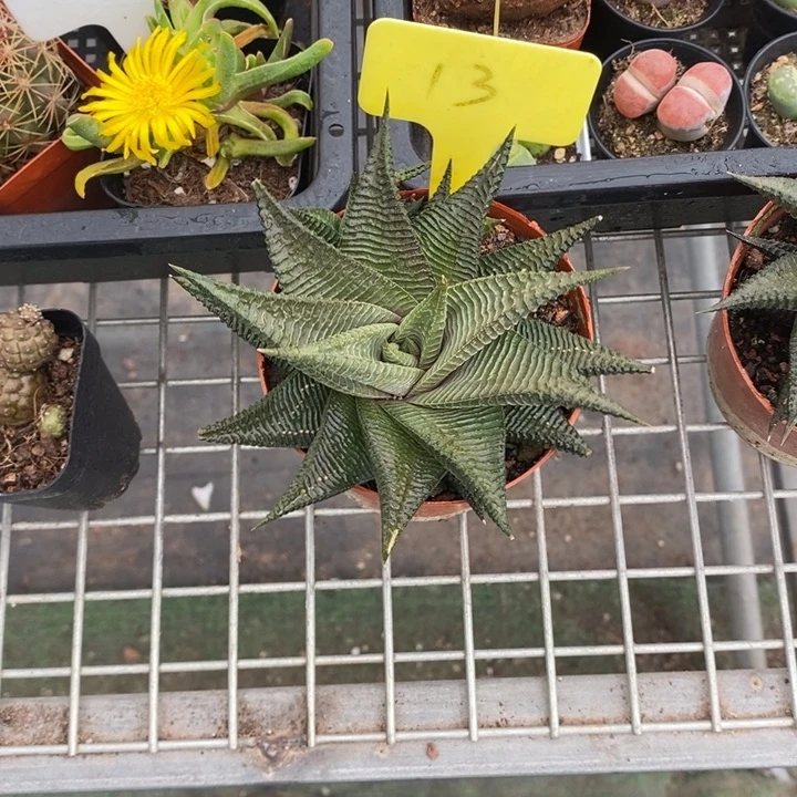 6**9伯克利和格蕾纳等著名音乐