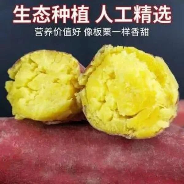 【买三斤送两斤】沙地粉糯板栗红薯干面粉甜新鲜现挖地瓜