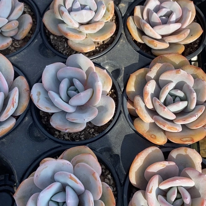 完全开放奶茶一颗