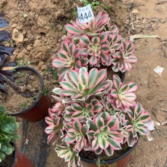 444女巫法师不包断枝