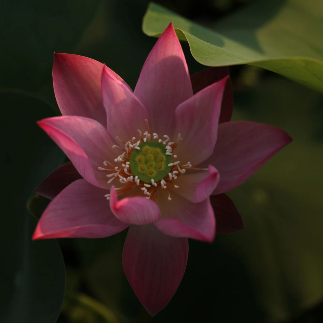临安春雨 微型玫红单瓣碗莲荷花莲水生花卉绿植园艺【不二的花园】