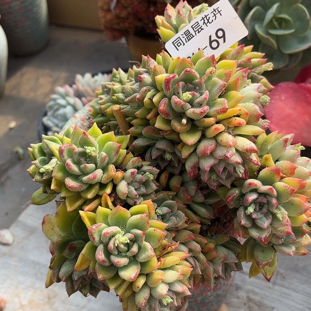 同温层多肉璀璨69