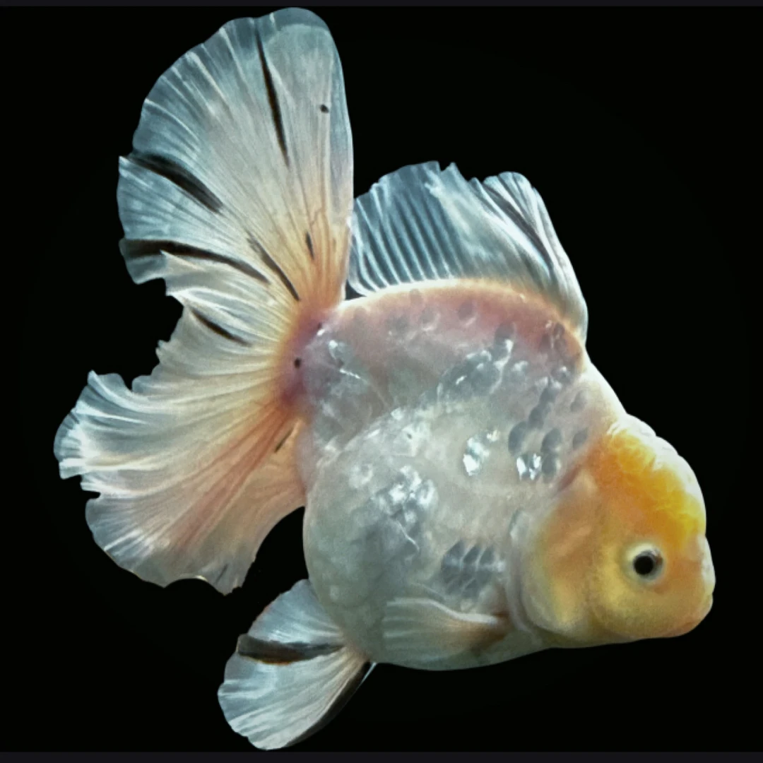 观赏鱼 短尾泰狮鱼苗