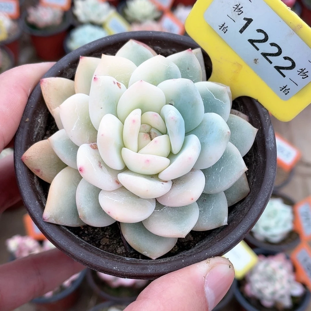 【闪购商品】1222号